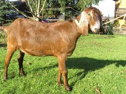 Cleo vd Heegfarm